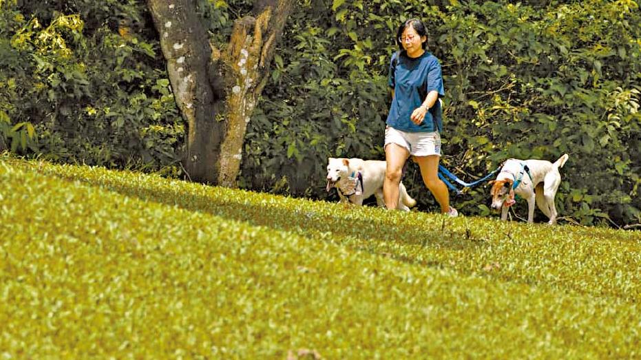 高球場「舊場」對外開放  市民讚環境好 有原居民到場揮桿「維權」