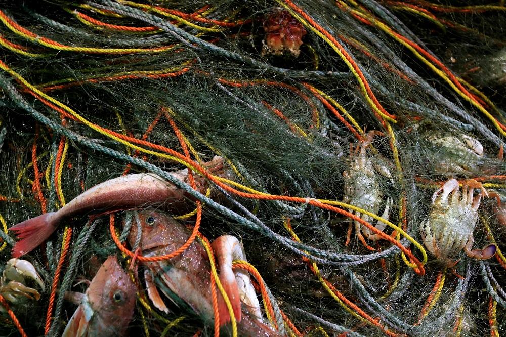 中國公布8月輸入日本的海產比同期減67%。(路透社)