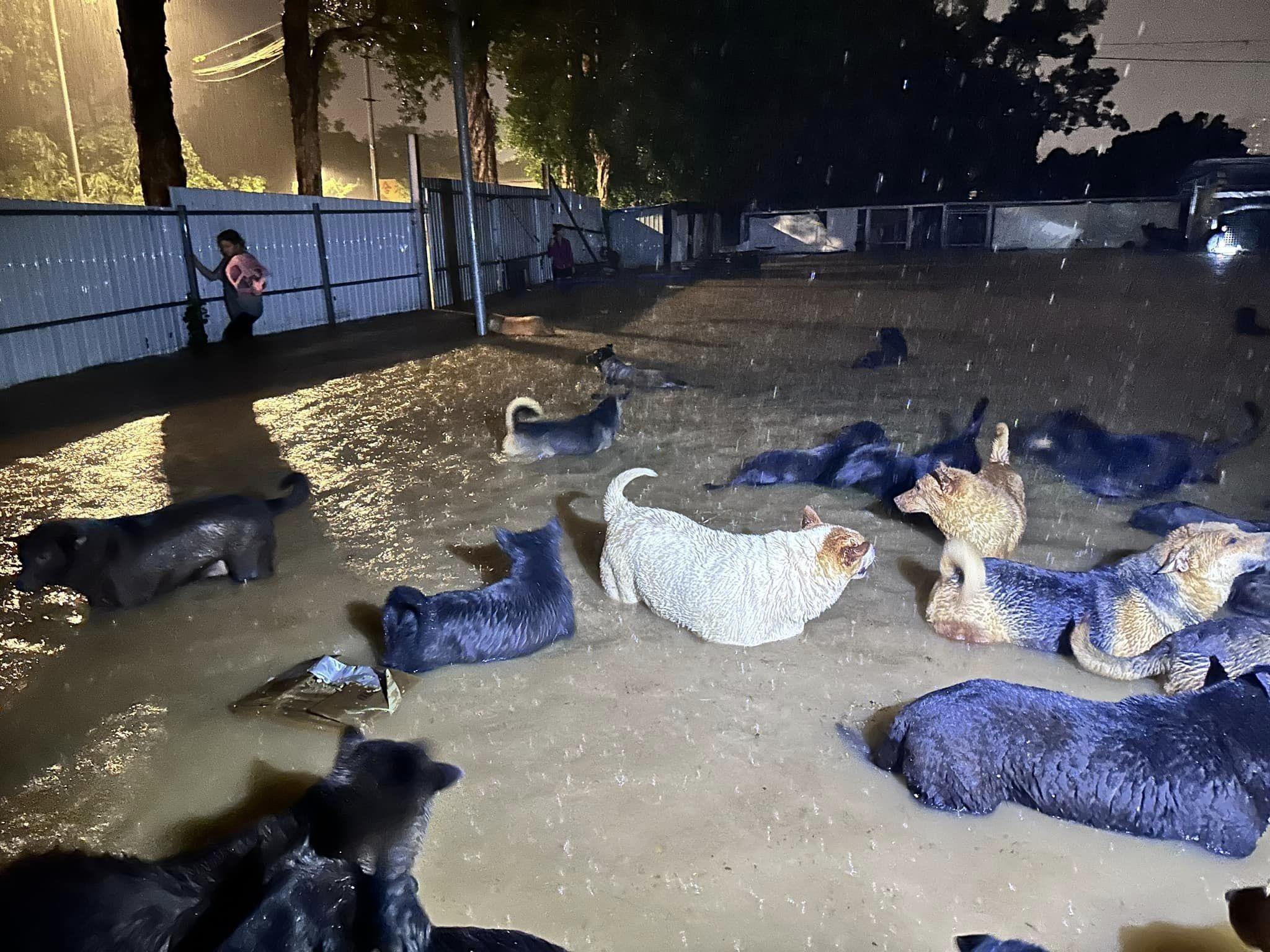 黑雨｜粉嶺元朗狗場昨晚嚴重水浸　狗隻一度遷移