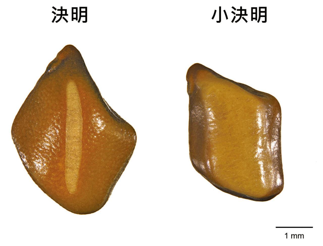 決明子有分「大」和「小」？