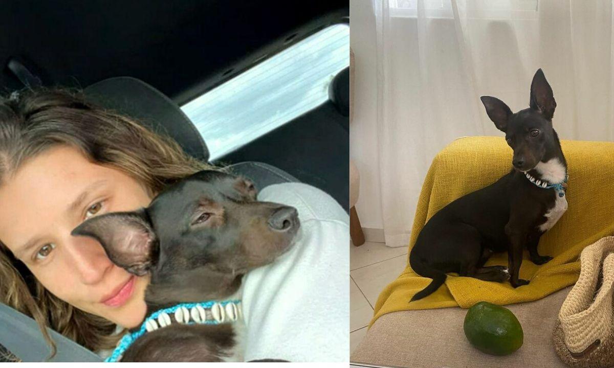 美國達美航空遺失乘客6歲愛犬　失蹤3周後終人狗團圓(多圖)