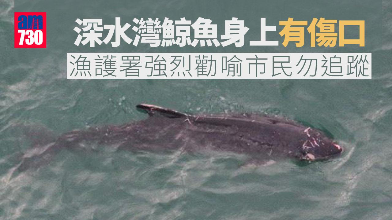 鯨魚｜漁護署：南區鯨魚身上有傷口　強烈勸喻市民切勿追蹤鯨魚