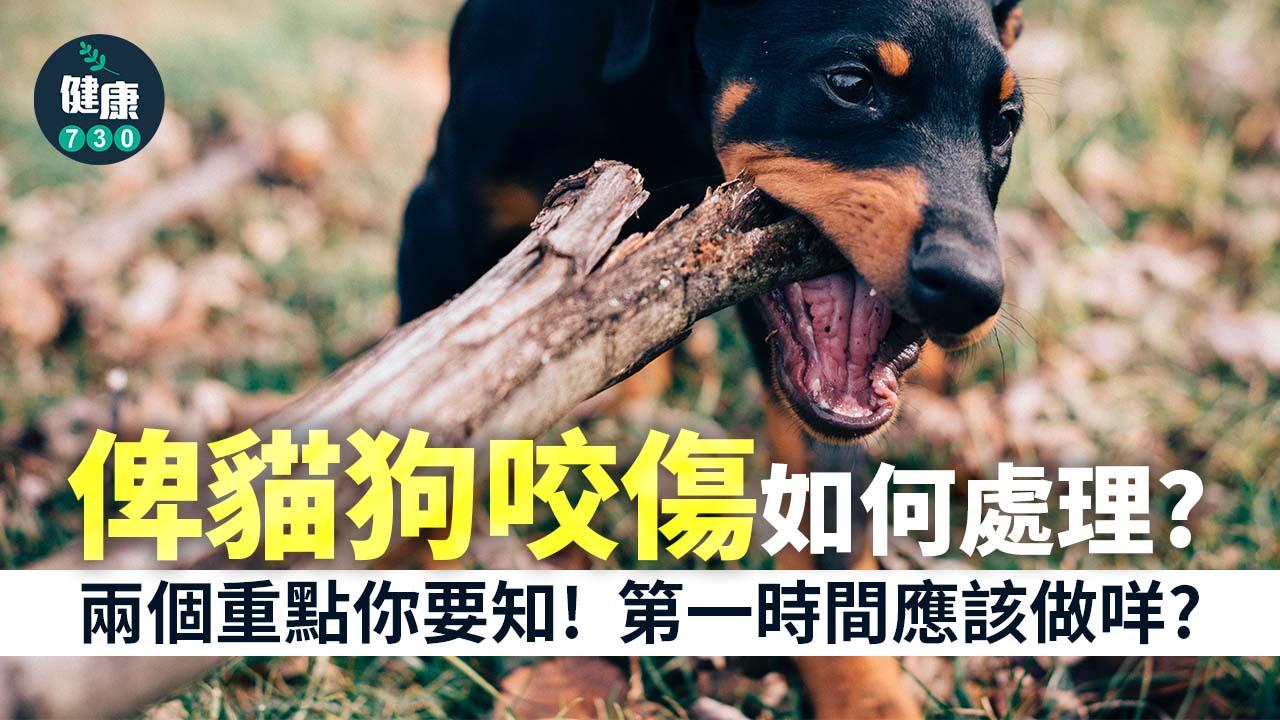 動物咬傷｜俾貓狗咬傷如何處理？第一時間應該做咩？
