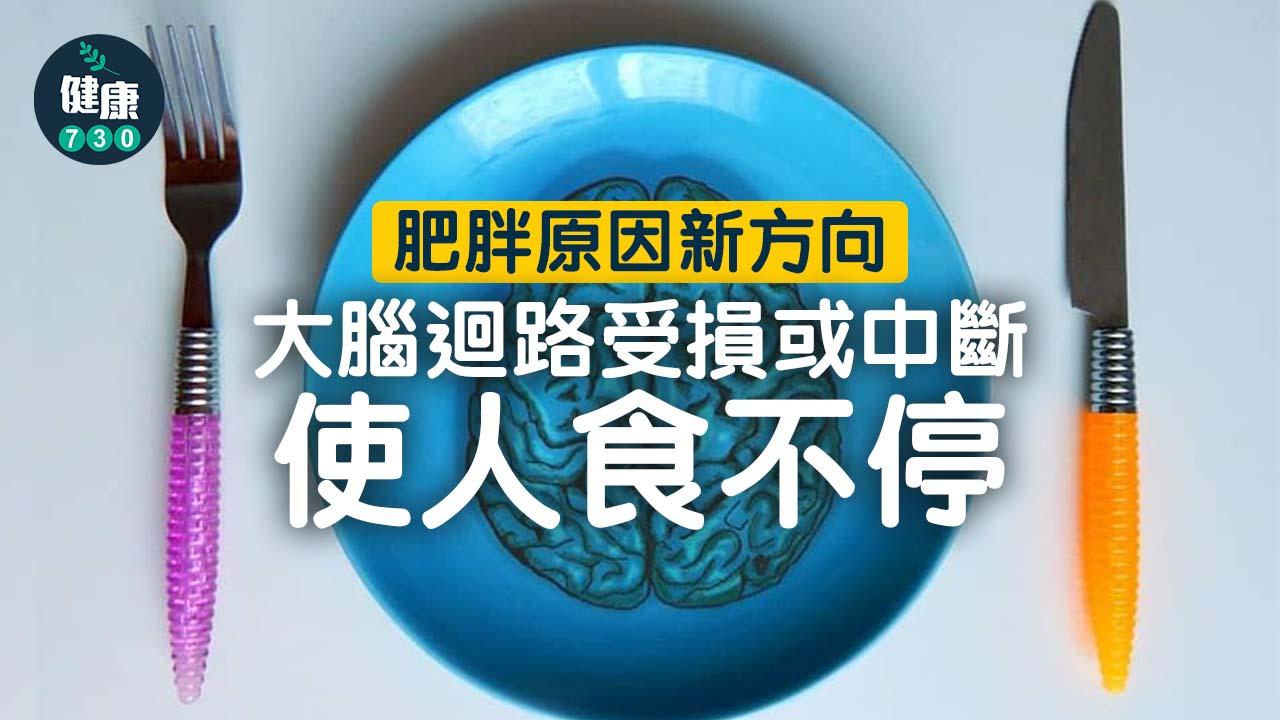 減肥｜肥胖原因新方向 大腦迴路受損或中斷使人食不停