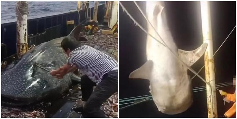 男子不停的鎚打鯨鯊頭部，及後鯨鯊被吊起後又被放回到了水中。(影片截圖)
