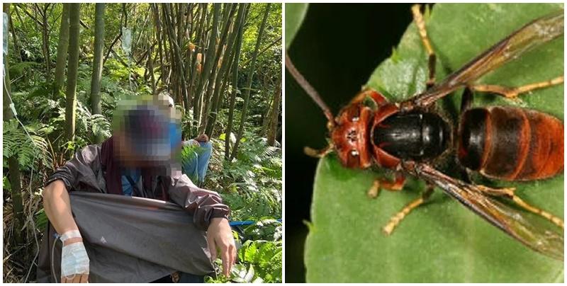 7男4女共11人被螫傷送醫，其中2人及後不治。（網上圖片）