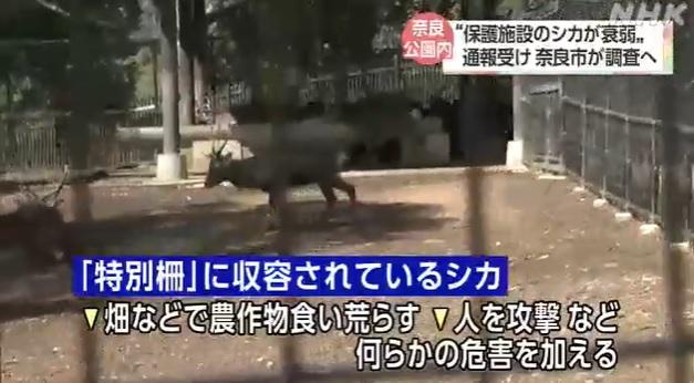 鹿隻在特別欄舍內圈養。(互聯網)