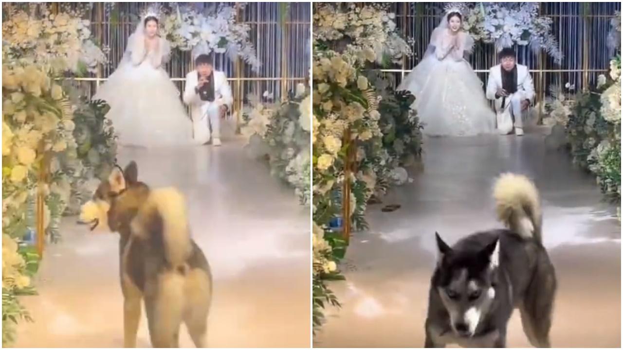 婚禮雪橇犬負責送戒指臨場縮沙調頭走，網民：敢用二哈真勇敢。(微博)