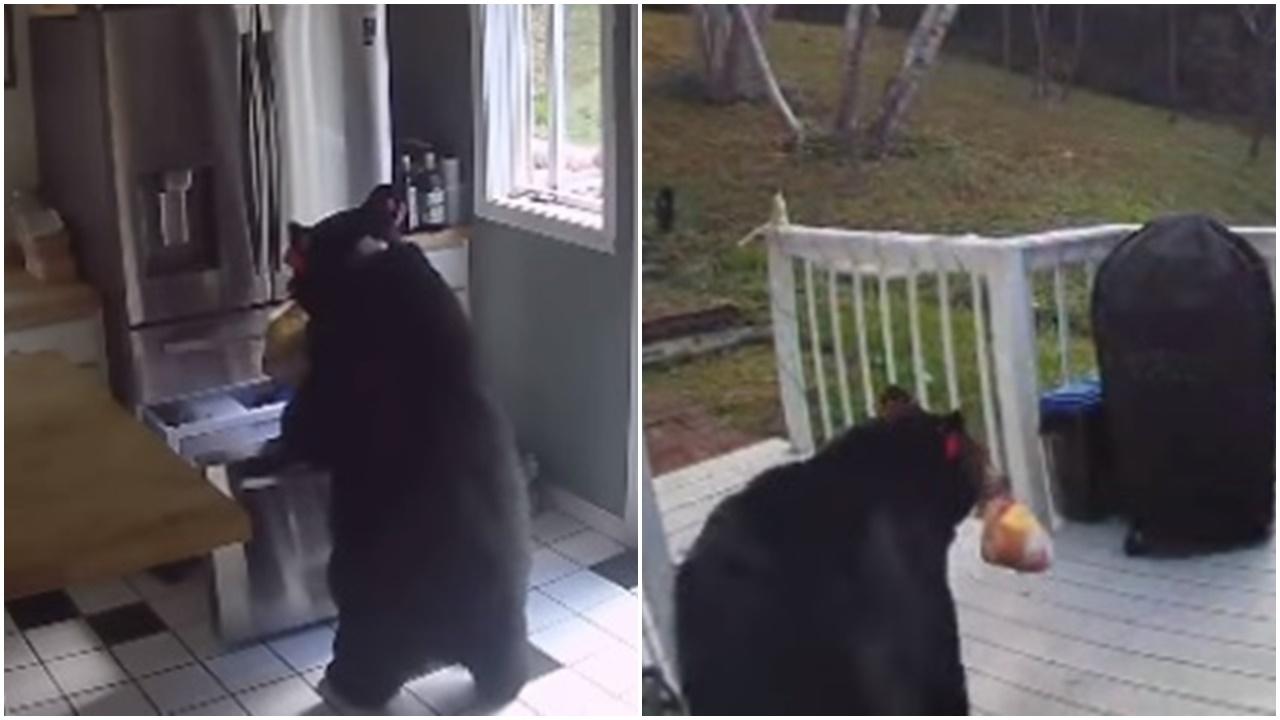 黑熊闖入直開雪櫃擸千層麵走如慣犯，網民大讚好聰明。(IG)