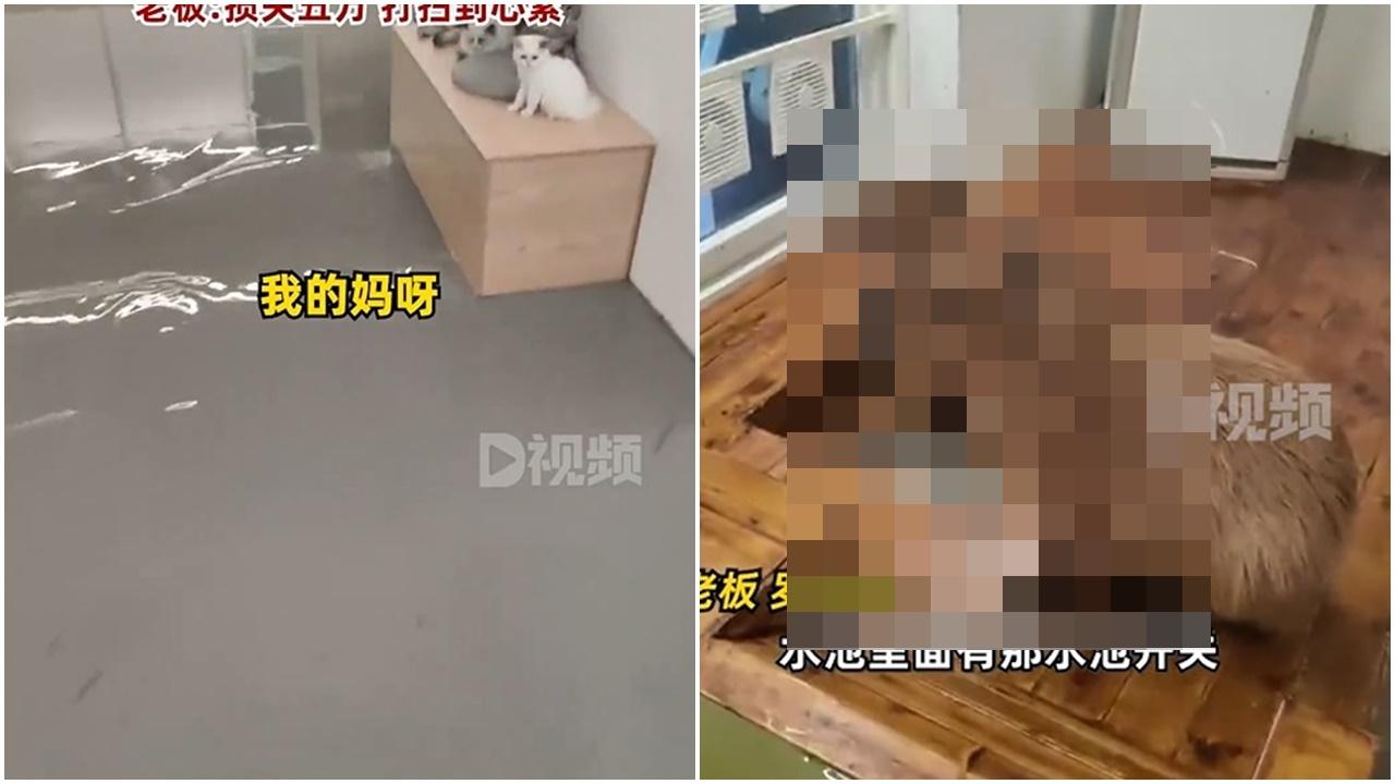 寵物Café半夜水浸，CCTV揭兇手竟然唔係貓狗而係呆萌嘅佢。(微博)