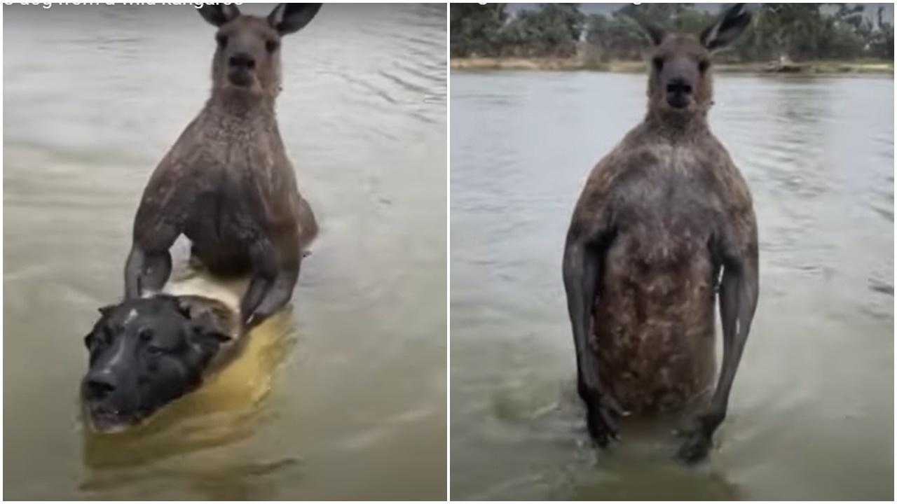 袋鼠脅持狗狗跳河，澳男落水單挑救愛犬。(YouTube)