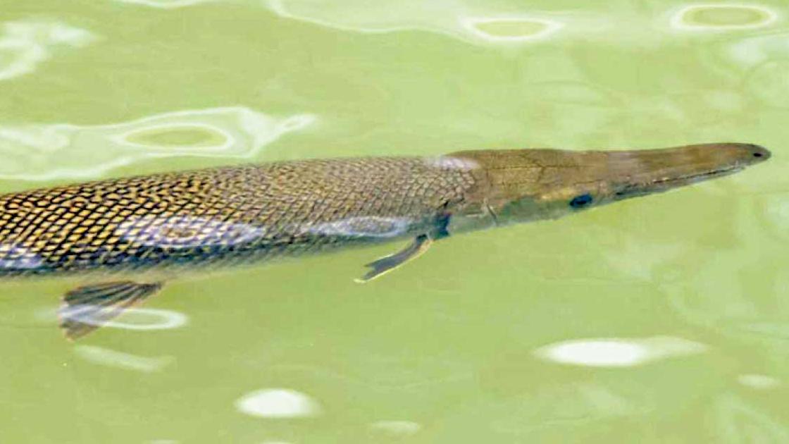 啟德河現兩條大魚 專家料被放生福鱷