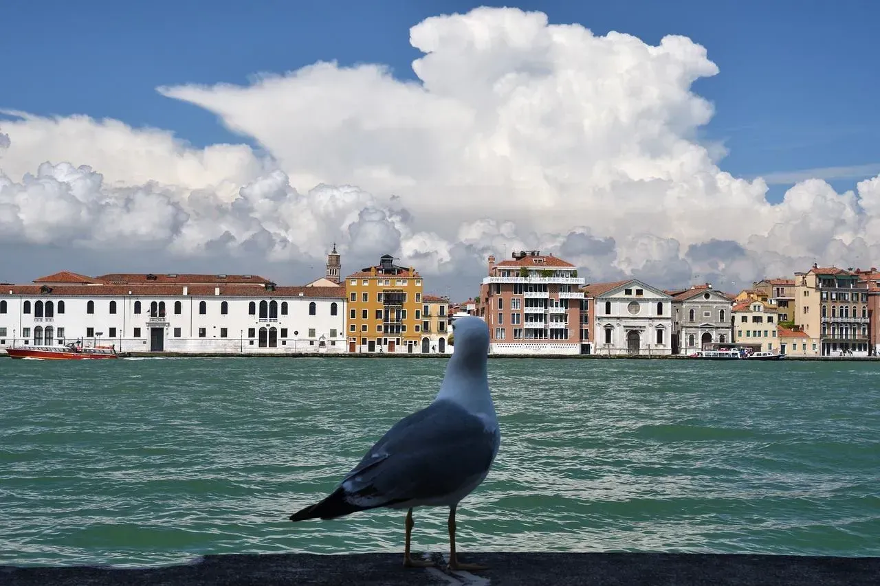 威尼斯200隻海鷗霸佔機場跑道　機場暫時關閉1小時