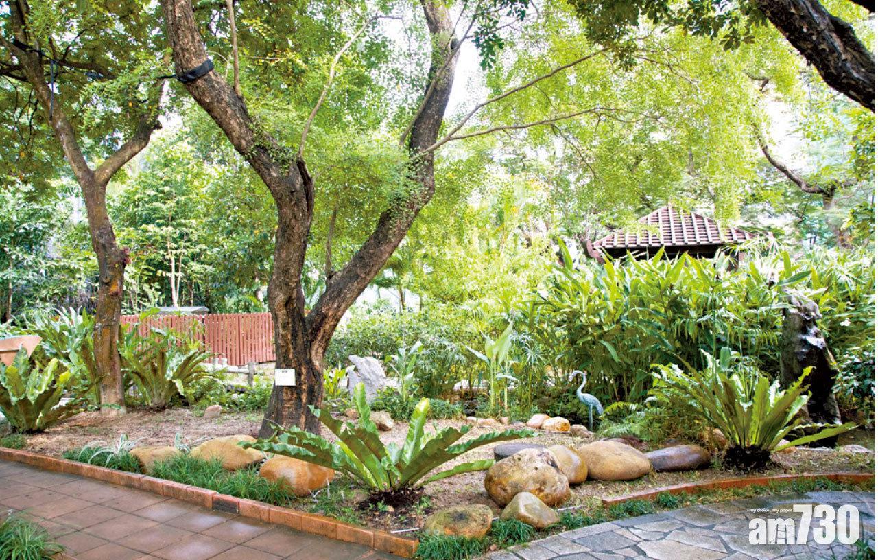 香港動植物公園有野豬出沒　警持盾牌戒備