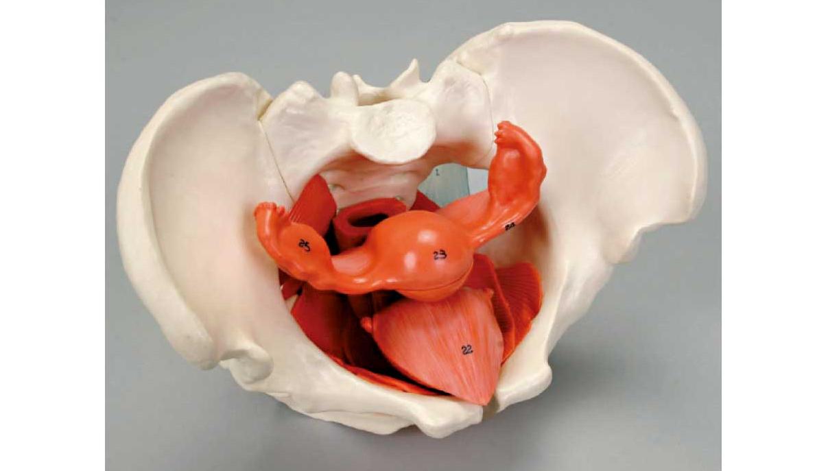 盆骨錯位影響內臟功能？