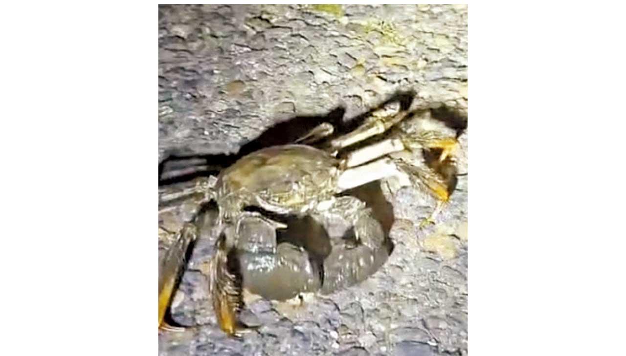 屬外來入侵物種 蔓延惹關注 大閘蟹橫行英國