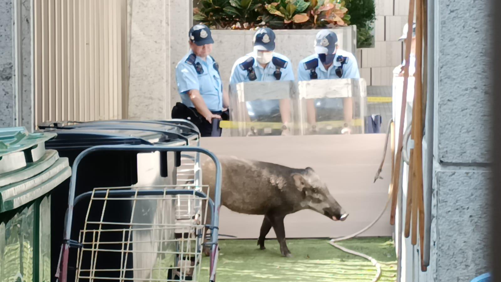 野豬北角鬧市遊蕩　警持盾牌趕至殘廁上鎖終中麻醉槍倒地（更新）