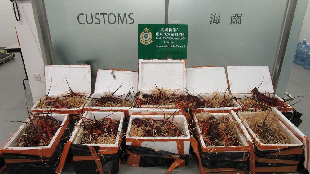 海關檢獲走私活龍蝦。(政府新聞處圖片)