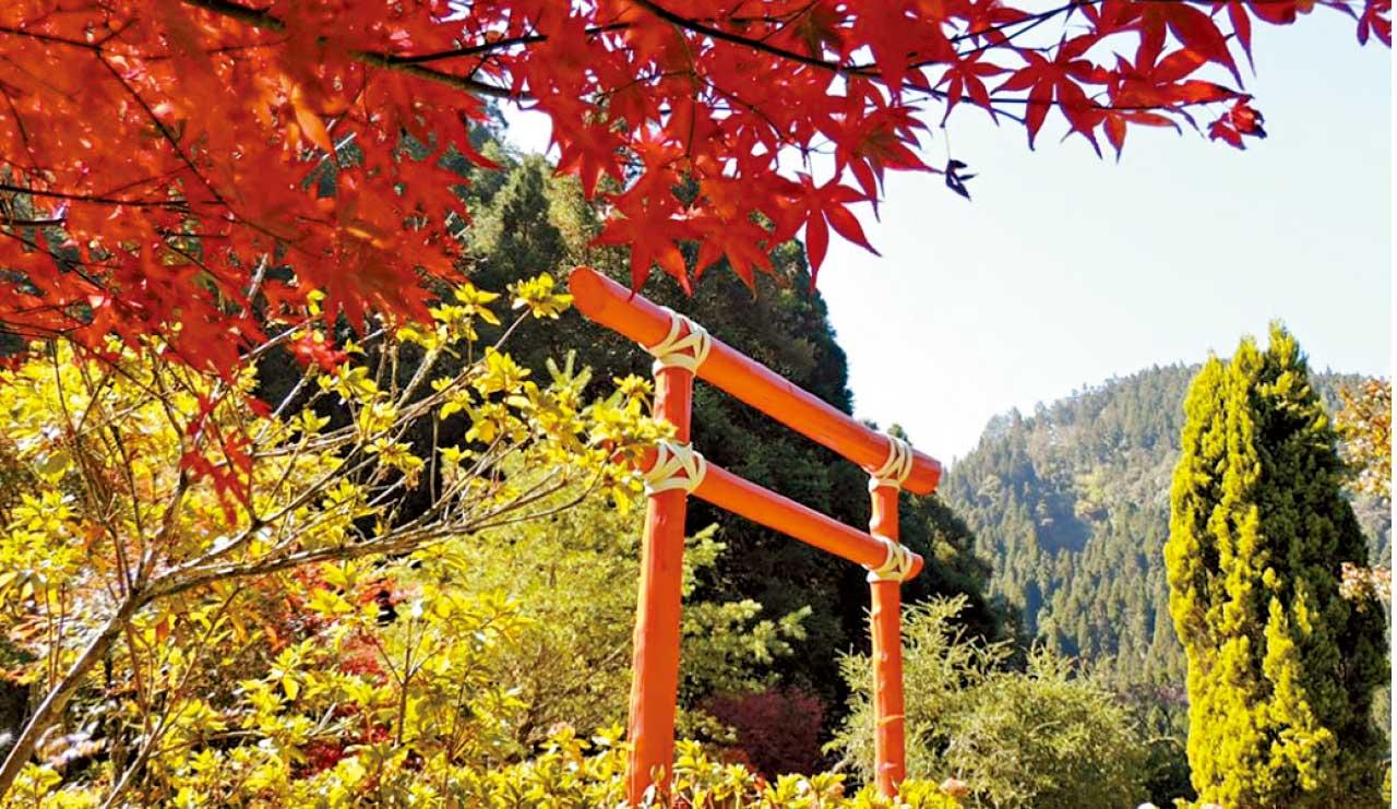 秋天訪日、韓、台 迎來美麗賞楓時節