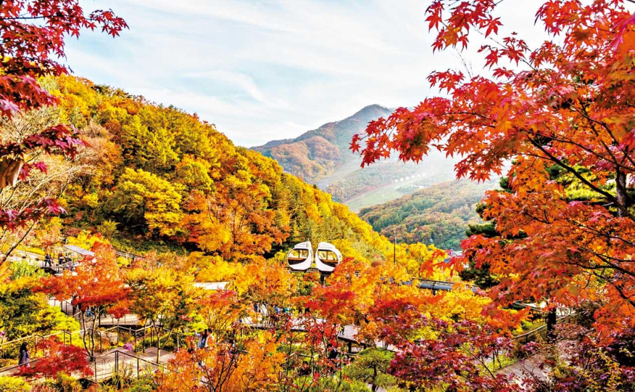 浪漫秋色  火紅「楓」季  去一趟南韓感受遍野紅葉美翻天