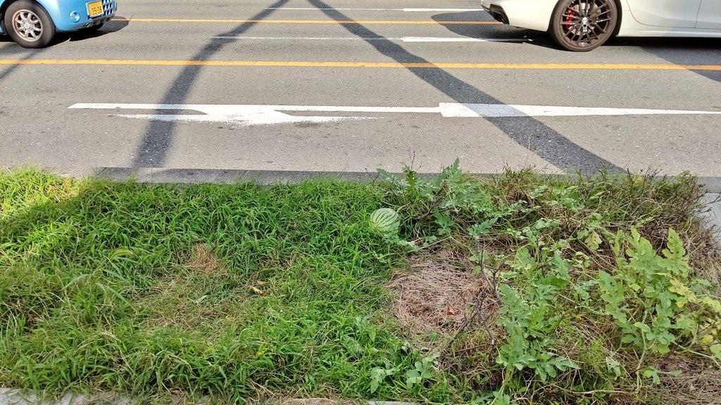 日本大阪鬧市的路中心種出了一棵西瓜。(X)