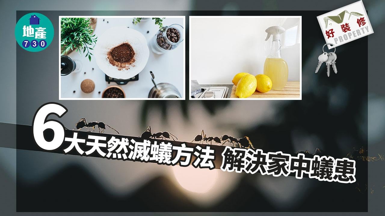 屋企有蟻解決方法｜咖啡渣/梳打粉/白醋等6招天然解決｜好裝修（am730製圖）
