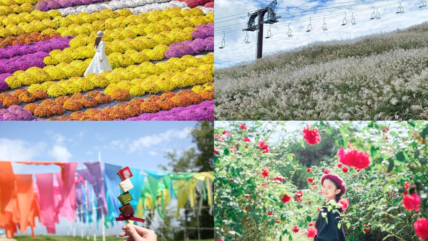 日本旅遊｜關西最新絕美花海景點＋打卡秘景 秋遊日本最後召集！