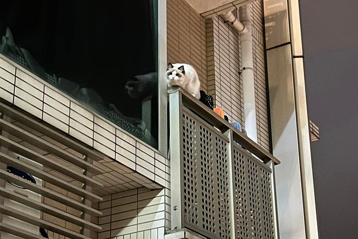 名城有一隻寵物貓危站大廈外牆後，終失足墮樓。(FB群組「大圍名城住戶谷 Festival City Tai Wai Residents Group」)