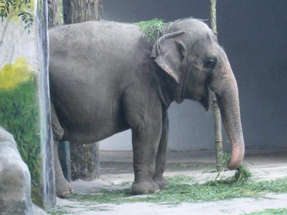 全球最孤獨大象馬利周二去世。(互聯網)