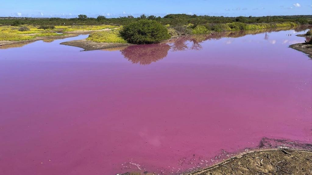 毛伊島一處動物保護區的池塘突然出現一大片紛紫色，十分驚艷。(美聯社)