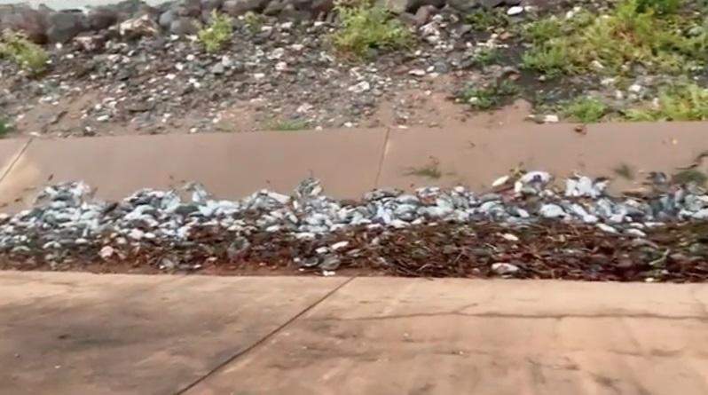 卡倫巴岸邊可見大量鼠屍無人清理。(互聯網)