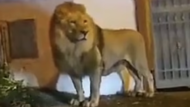 荒失失奇兵真實版！馬戲團獅子出走 漫步羅馬附近街頭 4萬居民城鎮封城