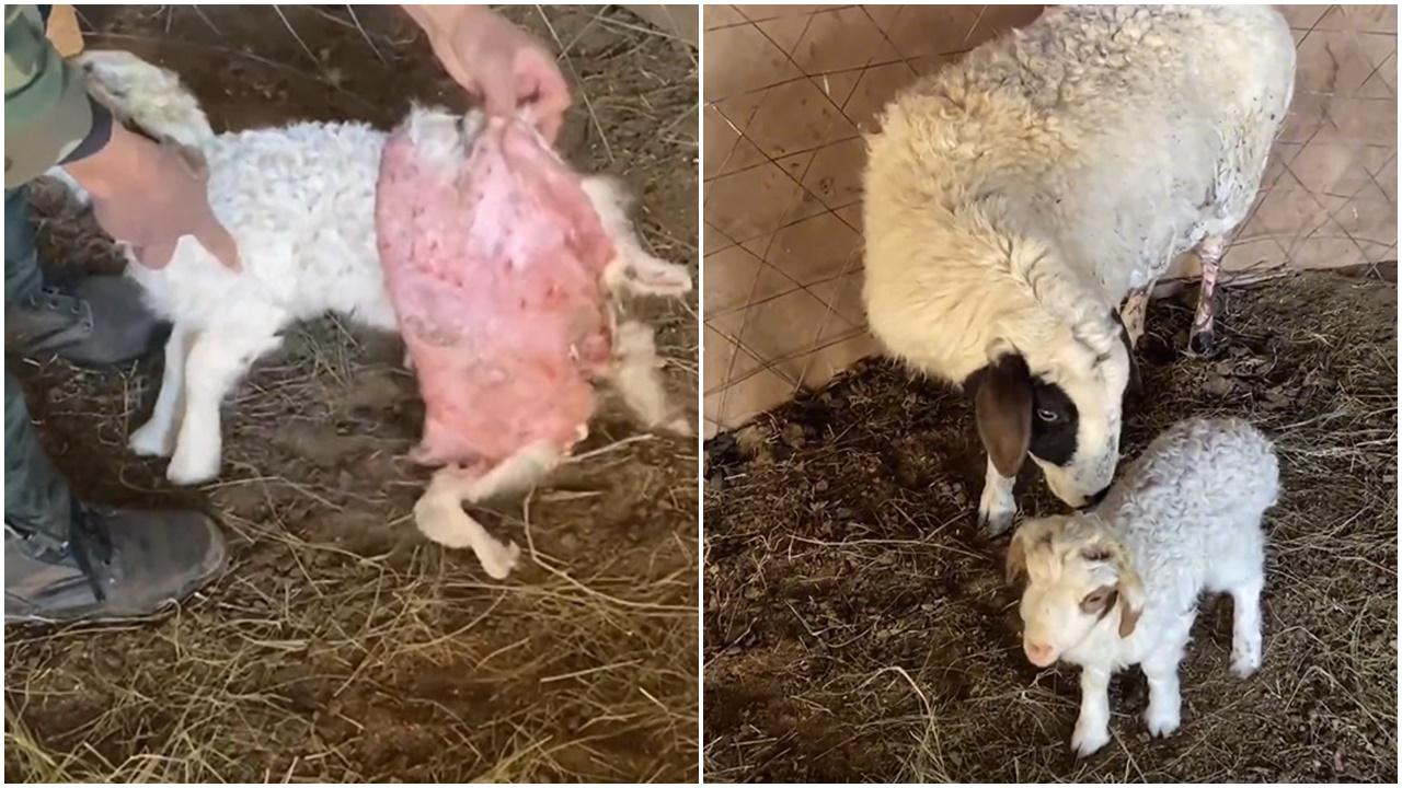 小羊披同類毛皮親近羊媽媽，原來背後有洋蔥。(微博)