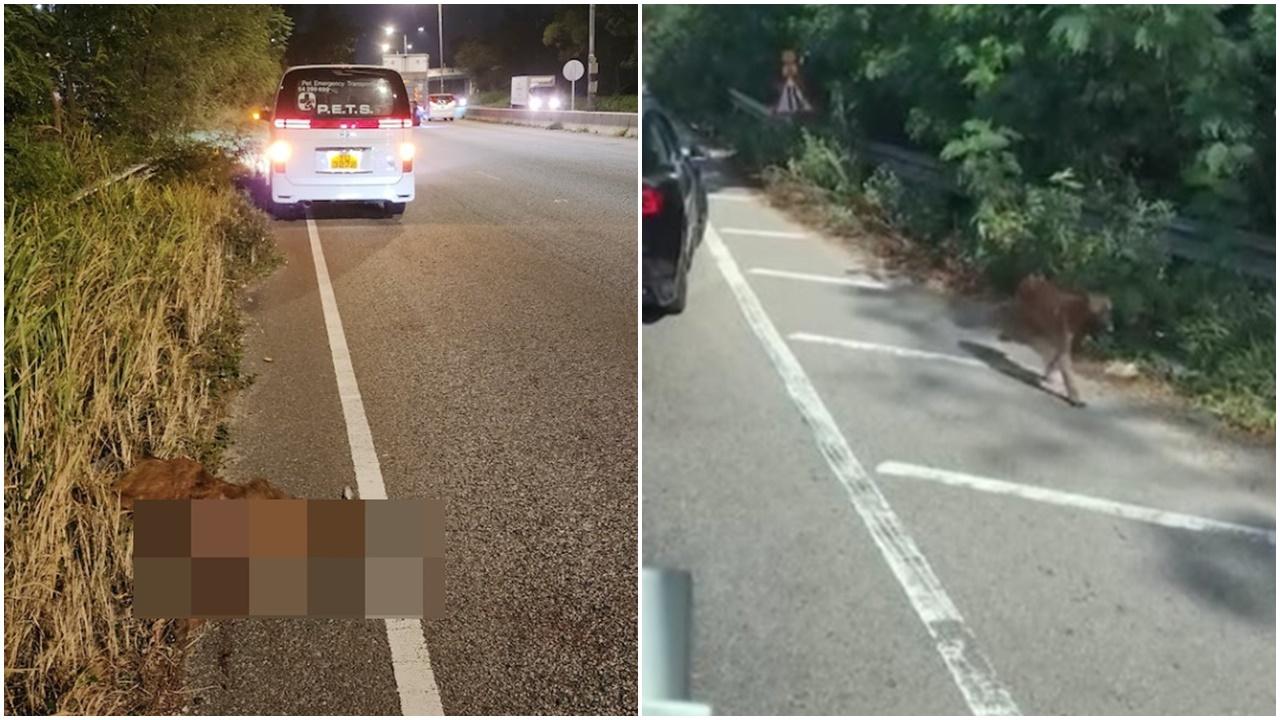 瑪蓮萊犬馬路狂奔惹走失警犬誤會，義工營救不果不幸離世。