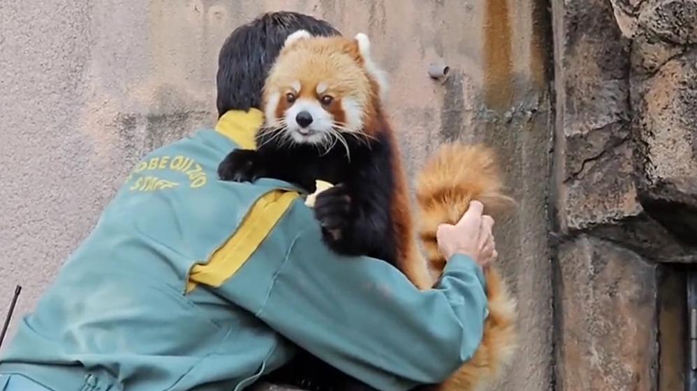小熊貓食蘋果超萌體檢，任保育員又攬又摸羨煞網民。(X)