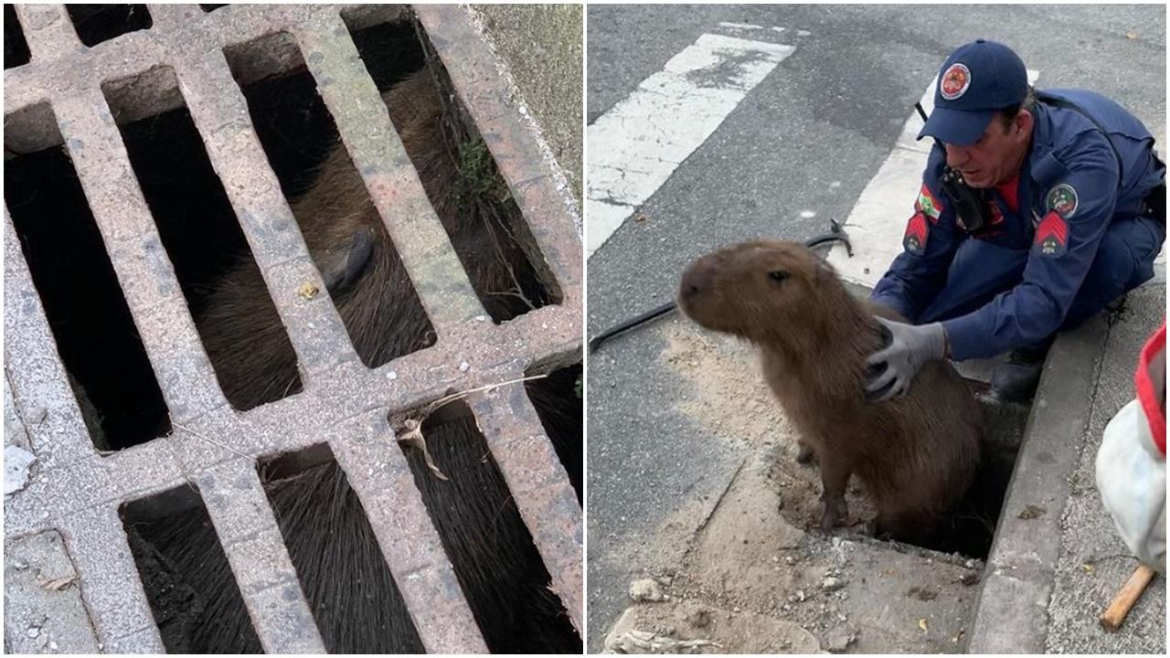 水豚君被困水渠獲救，竟罕有嬲爆爆兇消防員。(IG)