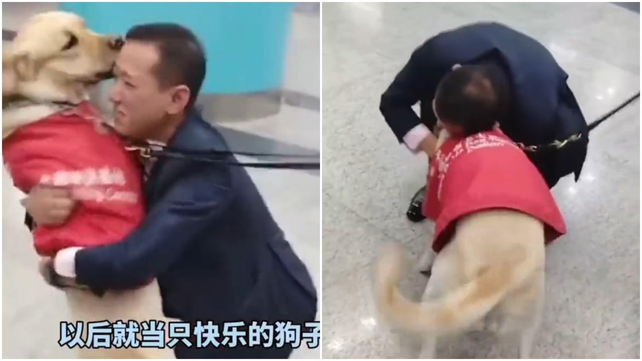 導盲犬退休送返寄養家庭，機場見面激動興奮搖甩屁股。(微博)