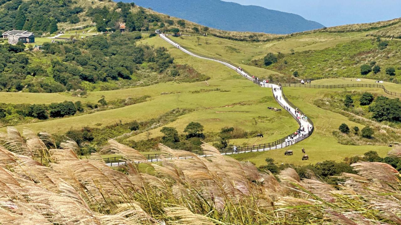 台灣陽明山草原 水牛芒草美如畫