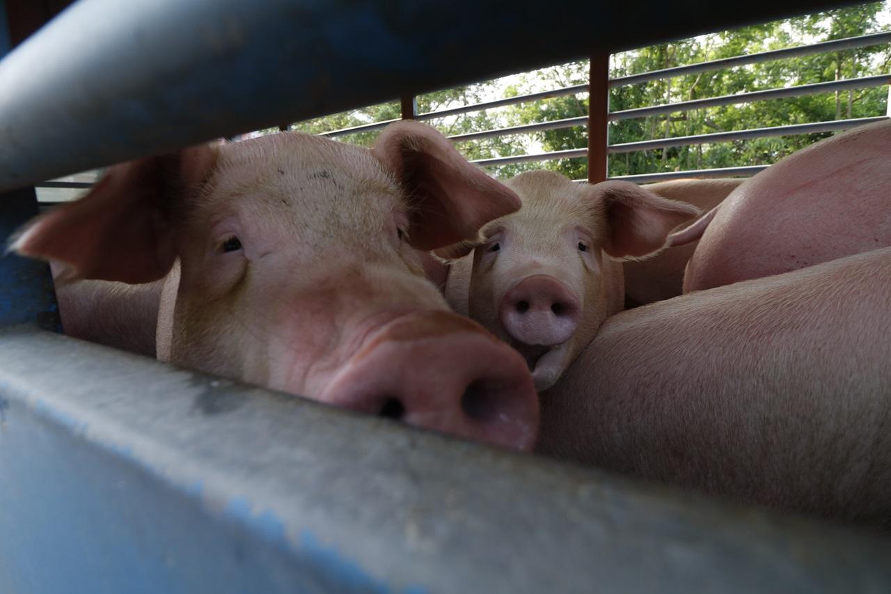 流浮山豬場豬隻驗出非洲豬瘟 漁護署完成1,957頭豬隻銷毀行動(資料圖片)