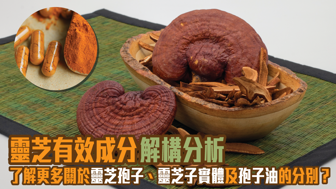 靈芝有效成分解構分析，了解更多關於靈芝孢子、靈芝子實體及孢子油的分別？