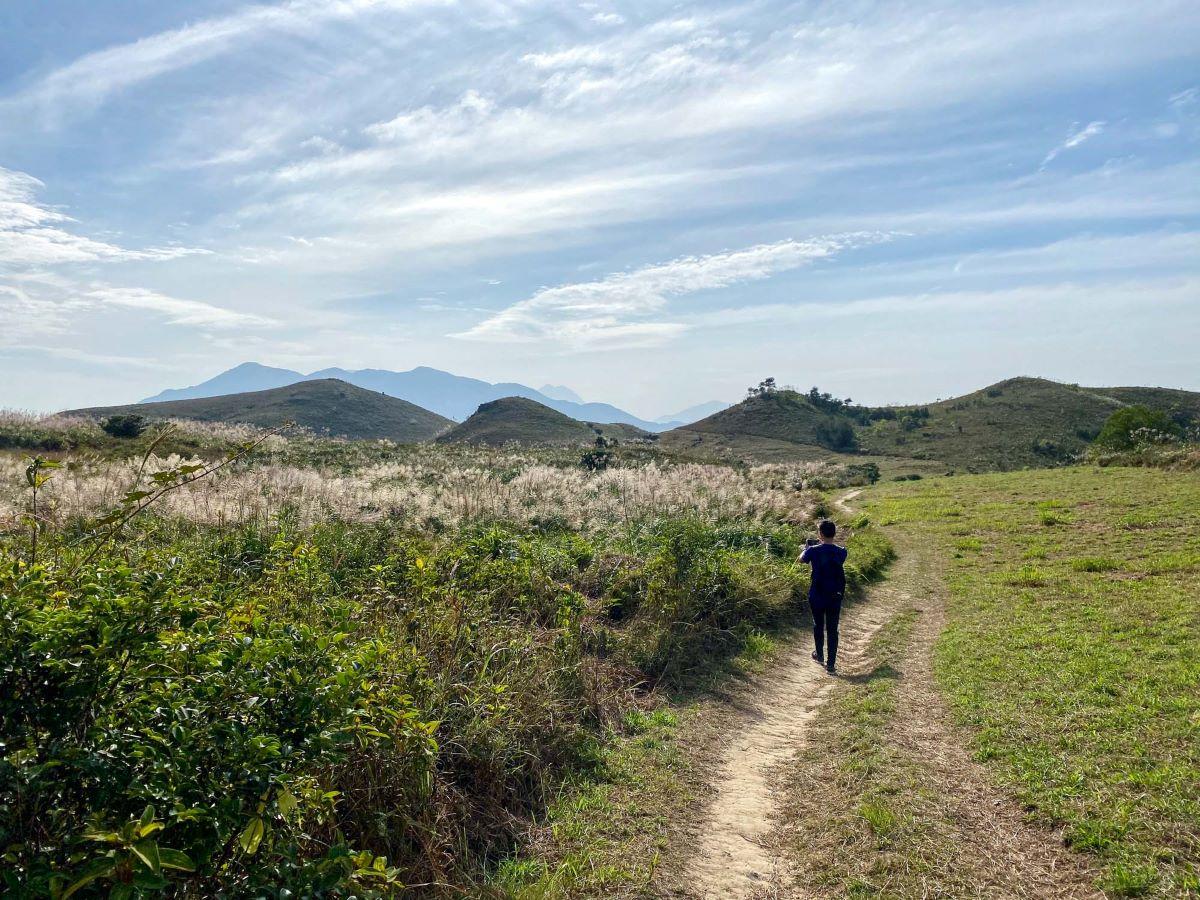 芒草2023｜老虎頭行山路線　眺望坪洲海景迎芒草海(附交通資訊)