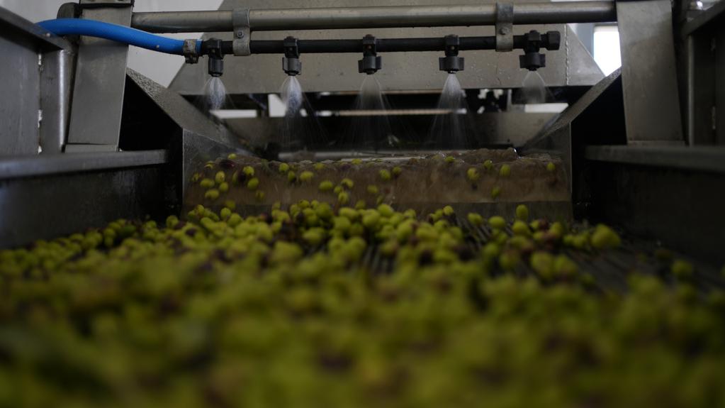 雅典東部市郊一間橄欖油廠。(美聯社)