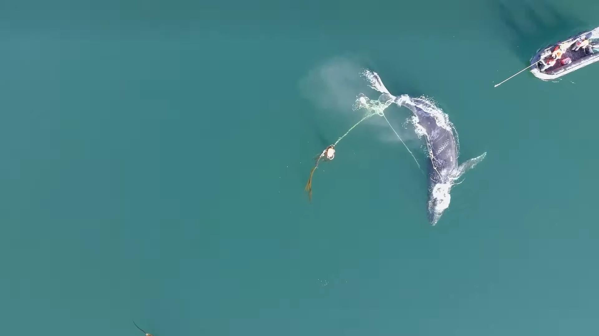 阿拉斯加300磅幼鯨被蟹籠繩索所困 痛苦哀嚎逾3日終獲救重獲自由(有片)