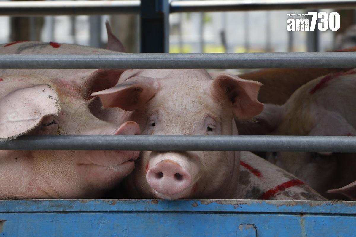元朗流浮山有豬隻驗出豬瘟。