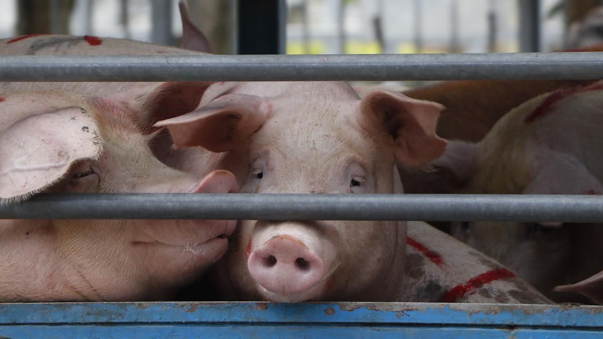 元朗有豬場驗出非洲豬瘟。(資料圖片/鍾式明攝)