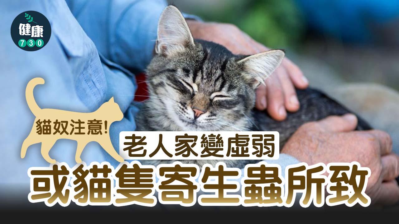 貓奴注意 老人家變虛弱或貓隻寄生所致