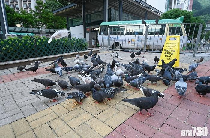 禁止餵飼野鴿修例今刊憲