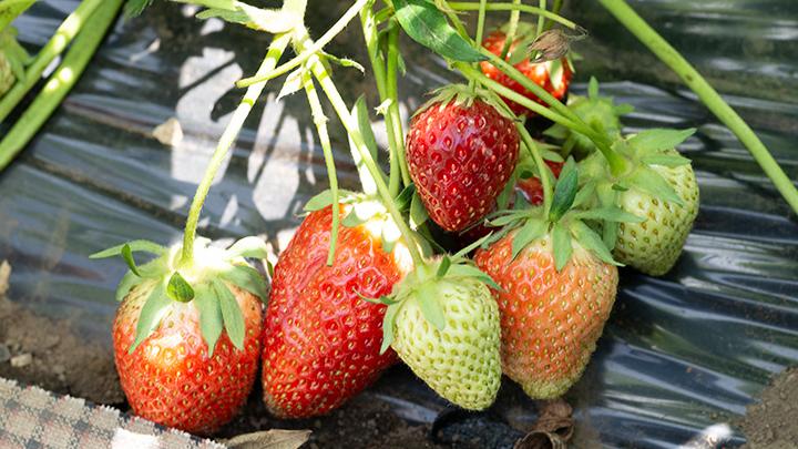 日本一名女子在未經授權出售註冊品種士多啤梨苗而被檢控。(官網圖片)