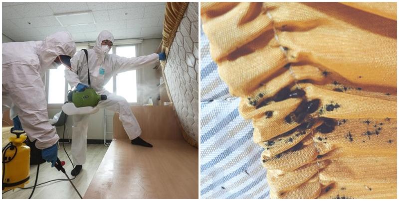 南韓全國多處報告發現床蝨