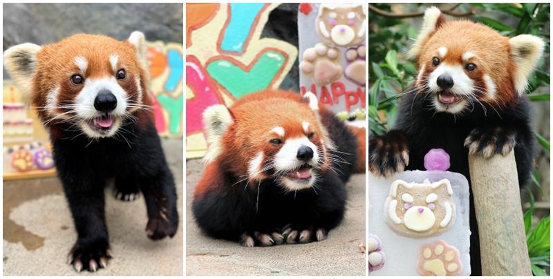 成都基地除了延長海洋公園現有三隻小熊貓泰山、聰聰和柔柔的借用時期，還會借出多隻小熊貓予海洋公園作展示、科研、繁殖、保育及教育用途。(海洋公園圖片)